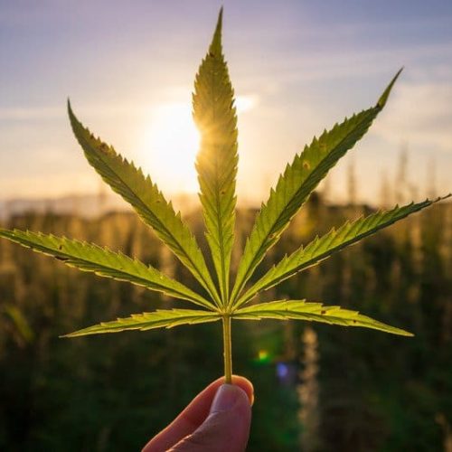Feuille de CBD