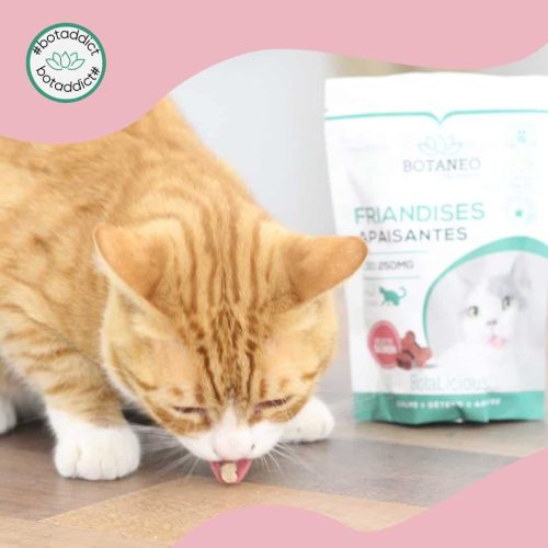 botaneo-cbd-animaux3 Botaneo CBD chat