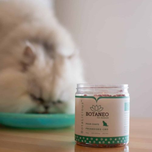 botaneo-cbd-animaux5 Botaneo CBD chat