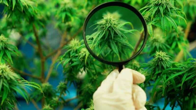 cannabis sativa versus cannabis indica