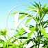Le cannabis médical en France, une première expérimentation timide