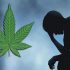 Le CBD, un allié naturel redoutable contre les inflammations